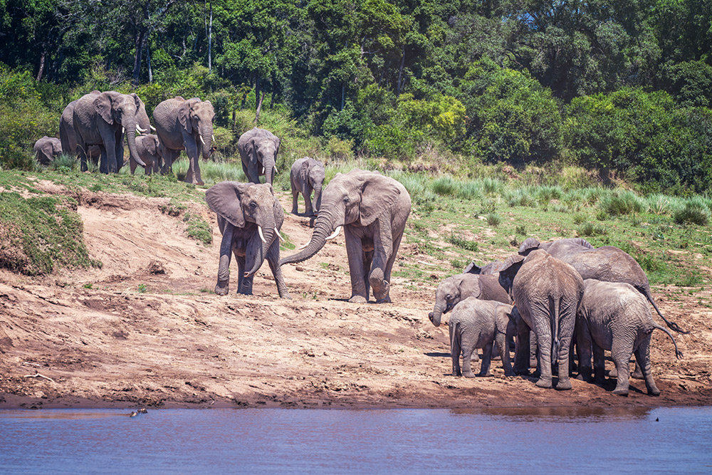 A herd of elephants at riverside in the Masai Mara, Kenya