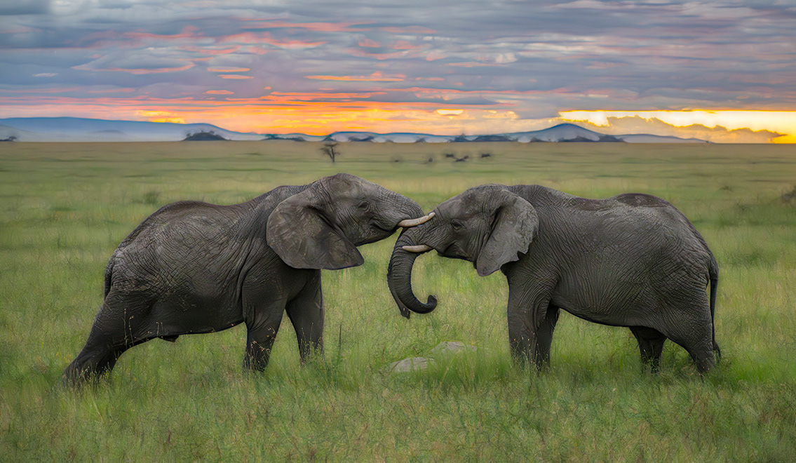 Some trunk wresting in Tanzania