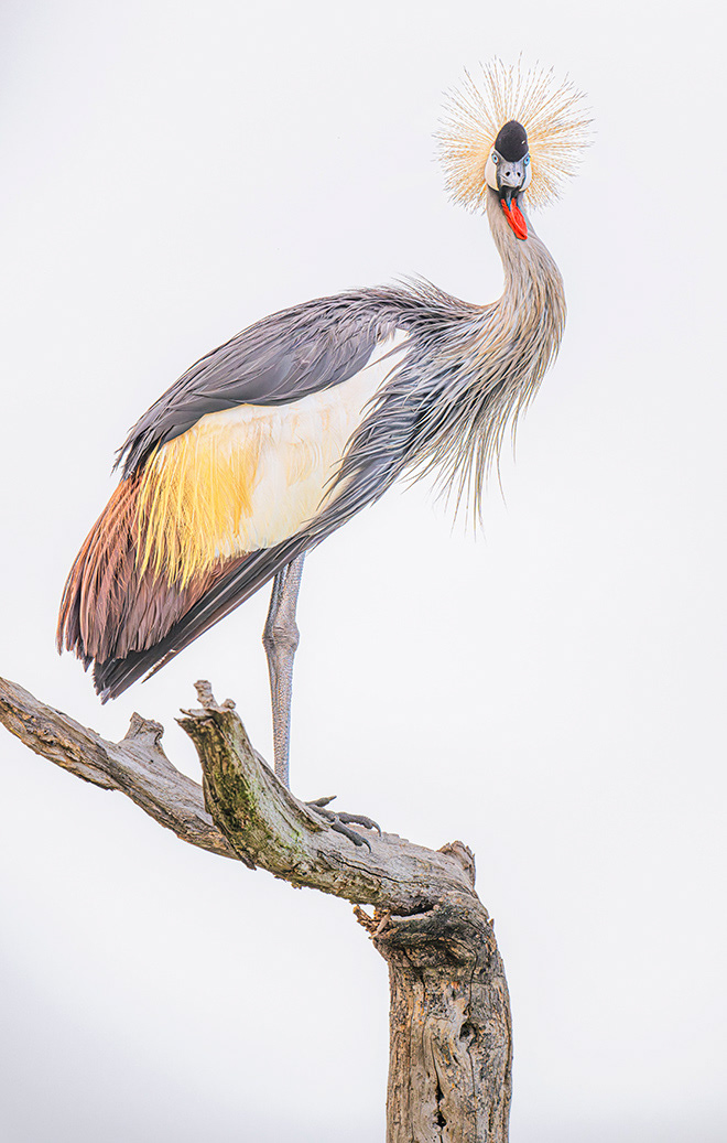 Gray Crowned Crane, Tanaznia