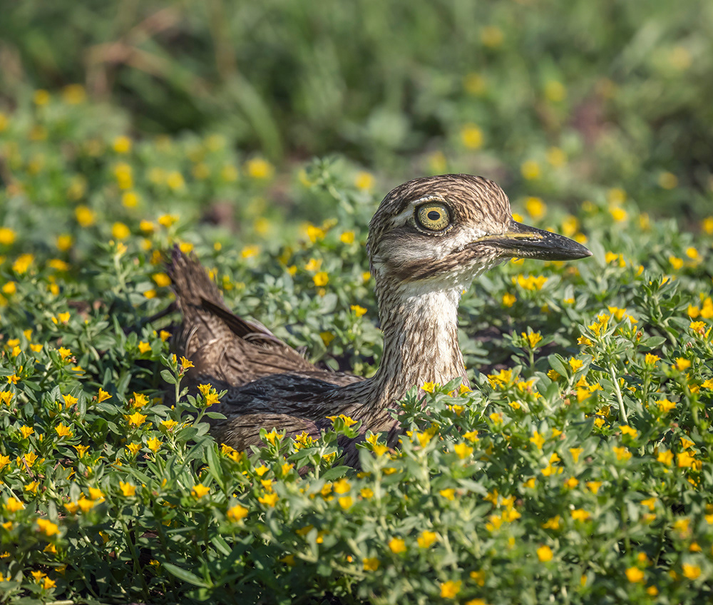 Water Thick Knee, Botswana