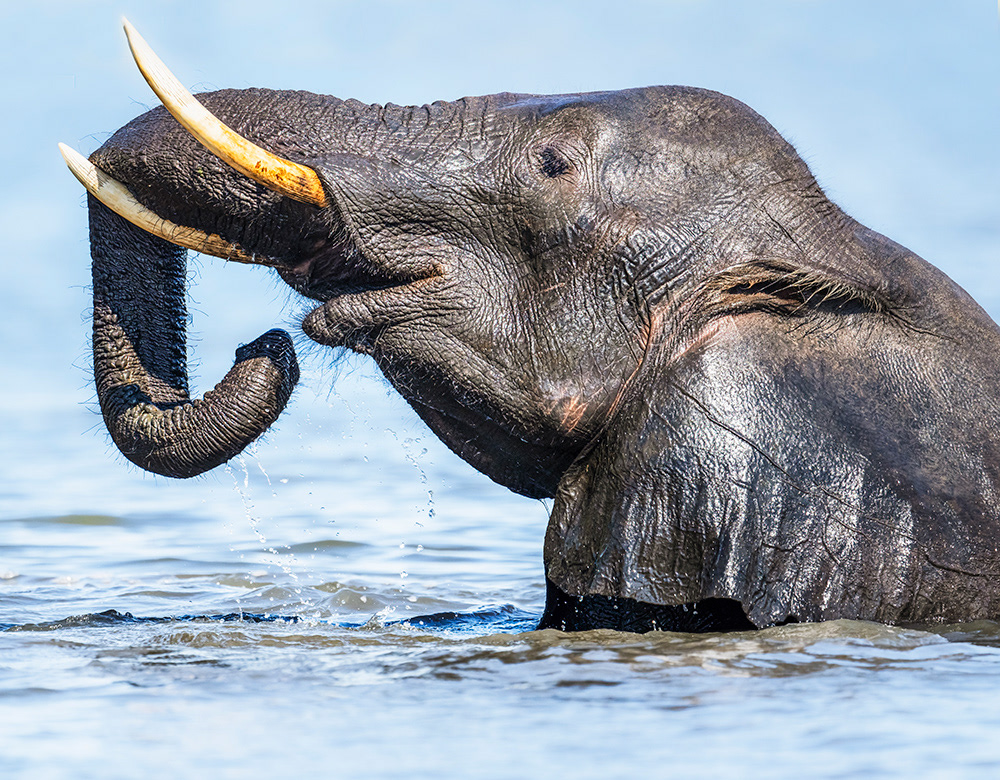 Playing in the Chobe River, Botswana.