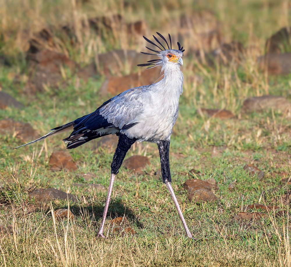 Secretarybird, Kenya