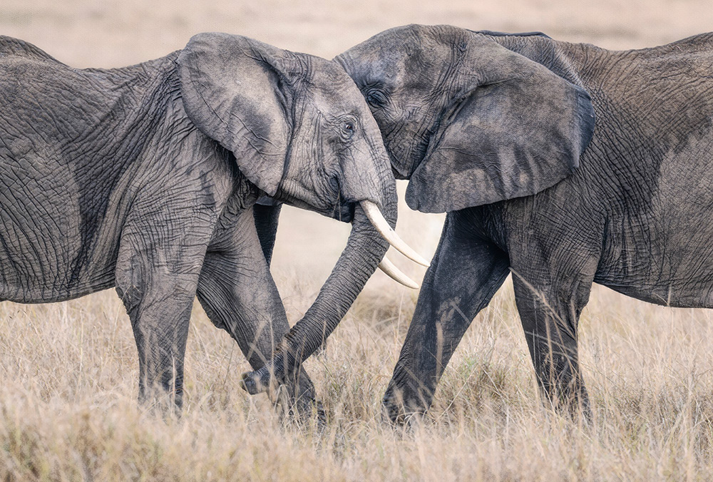 Playful elephants, Kenya