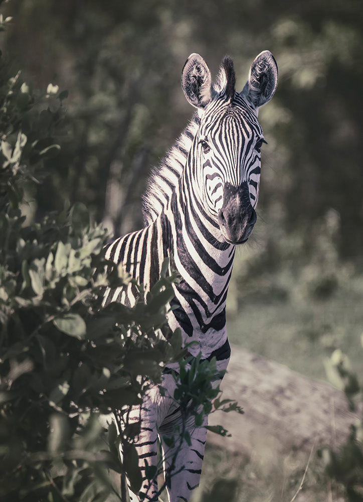 Botswana