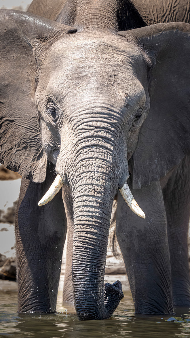 Elephant Portrait, Chobe River