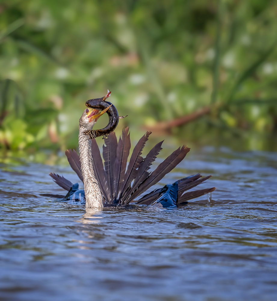 Anhinga, Pantanal Brazil