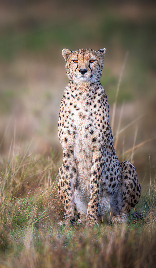 Cheetah watching for prey.