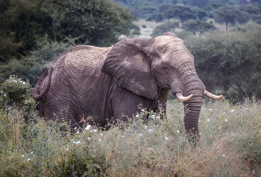 Elephant Amid the Flowers in Tanzania