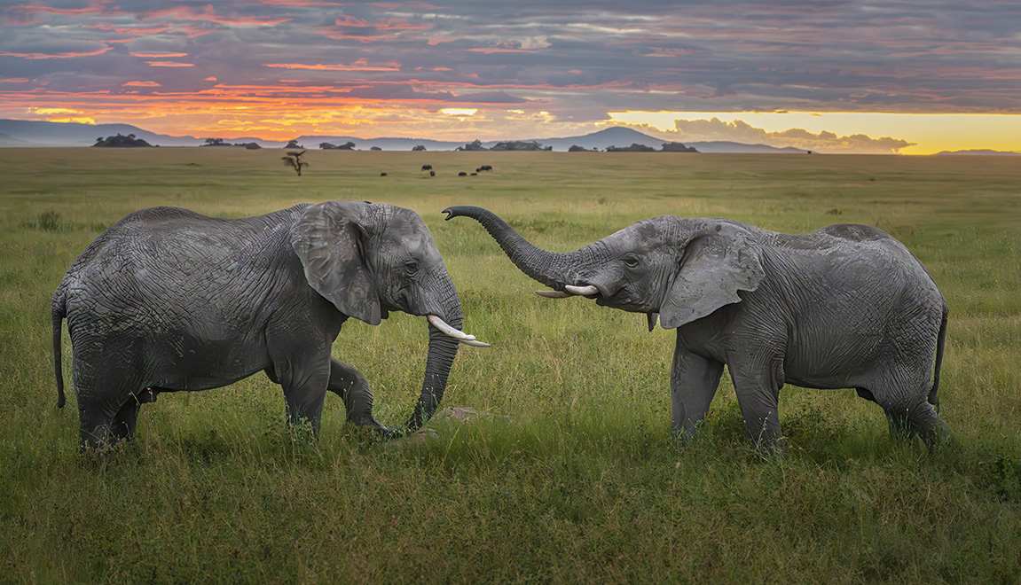 Some trunk wresting in Tanzania