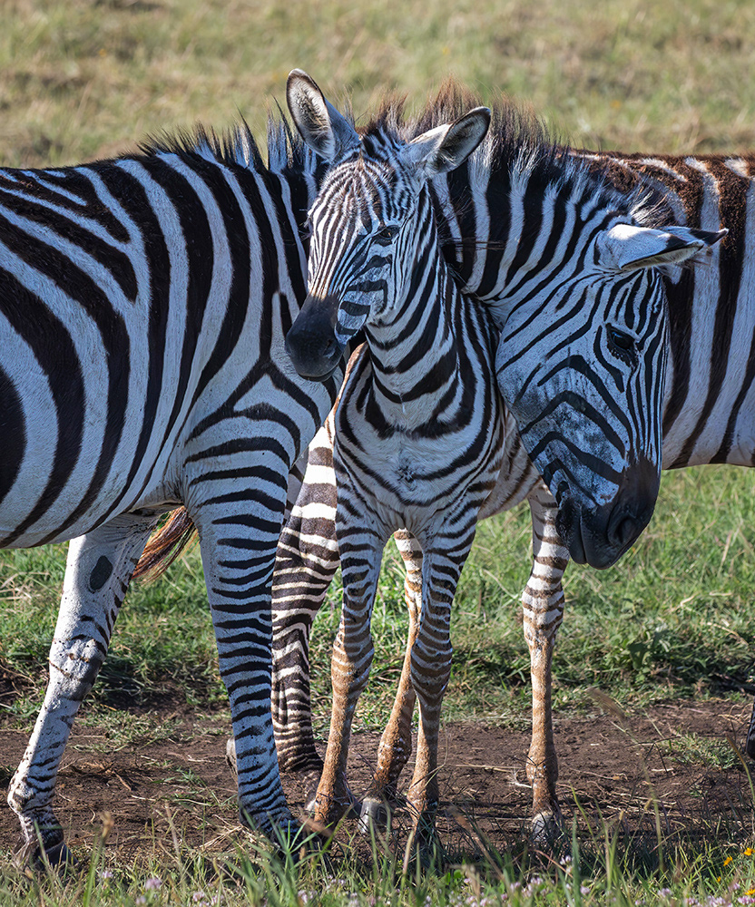 Tanzania