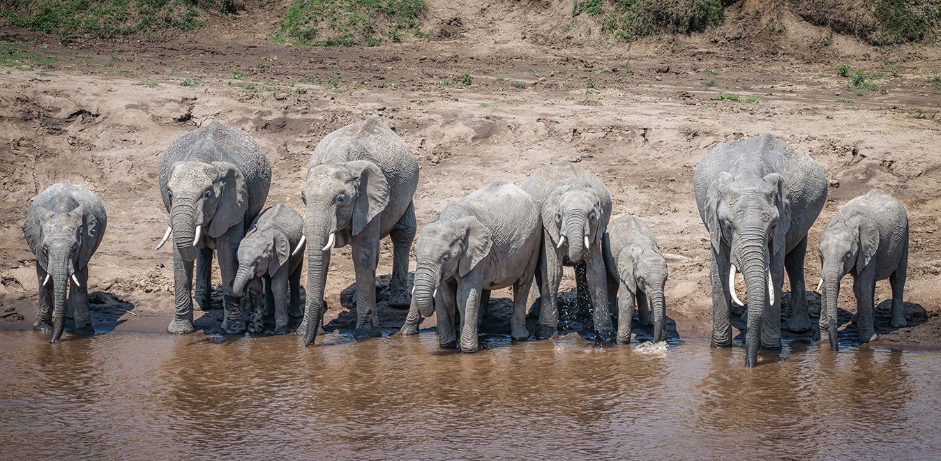 A herd of elephants at riverside in the Masai Mara, Kenya