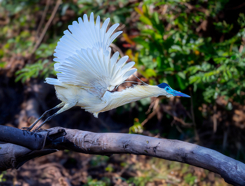 Capped heron, Pantanal Brazil