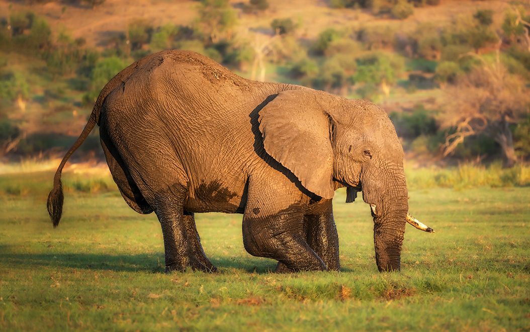 Digging for something near the Chobe River in Botswana.