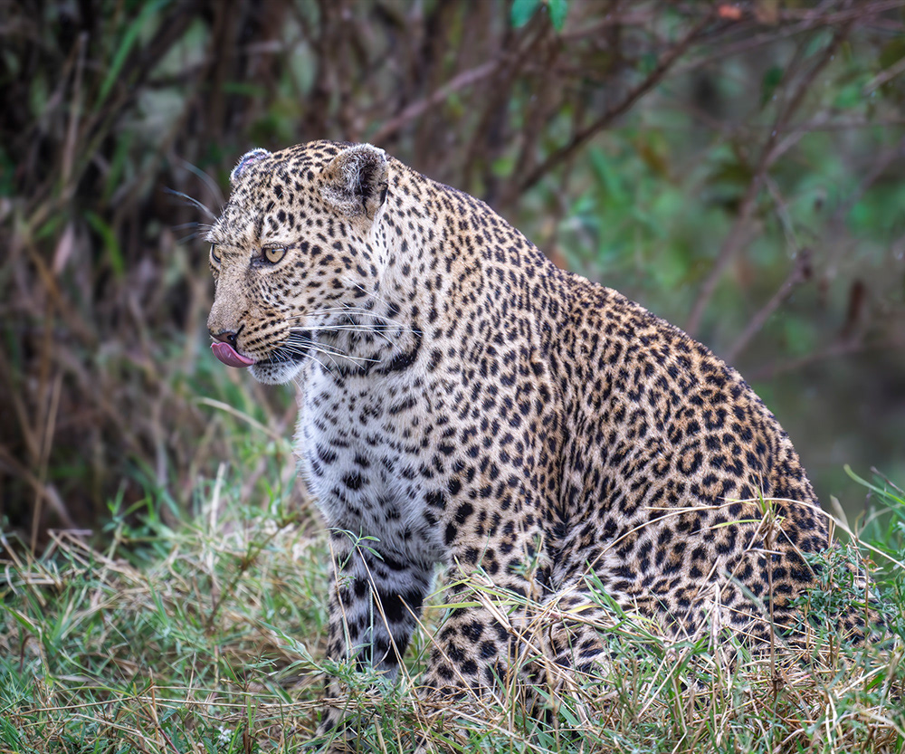 Hungry loepard waching for prey