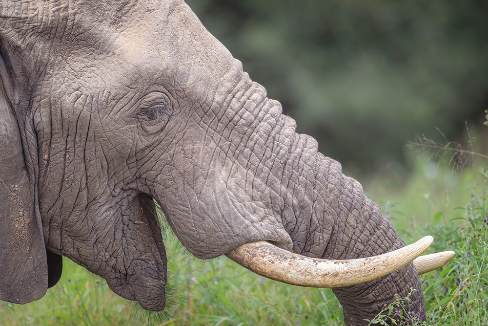 Elephant Profile Portrait Tanzania