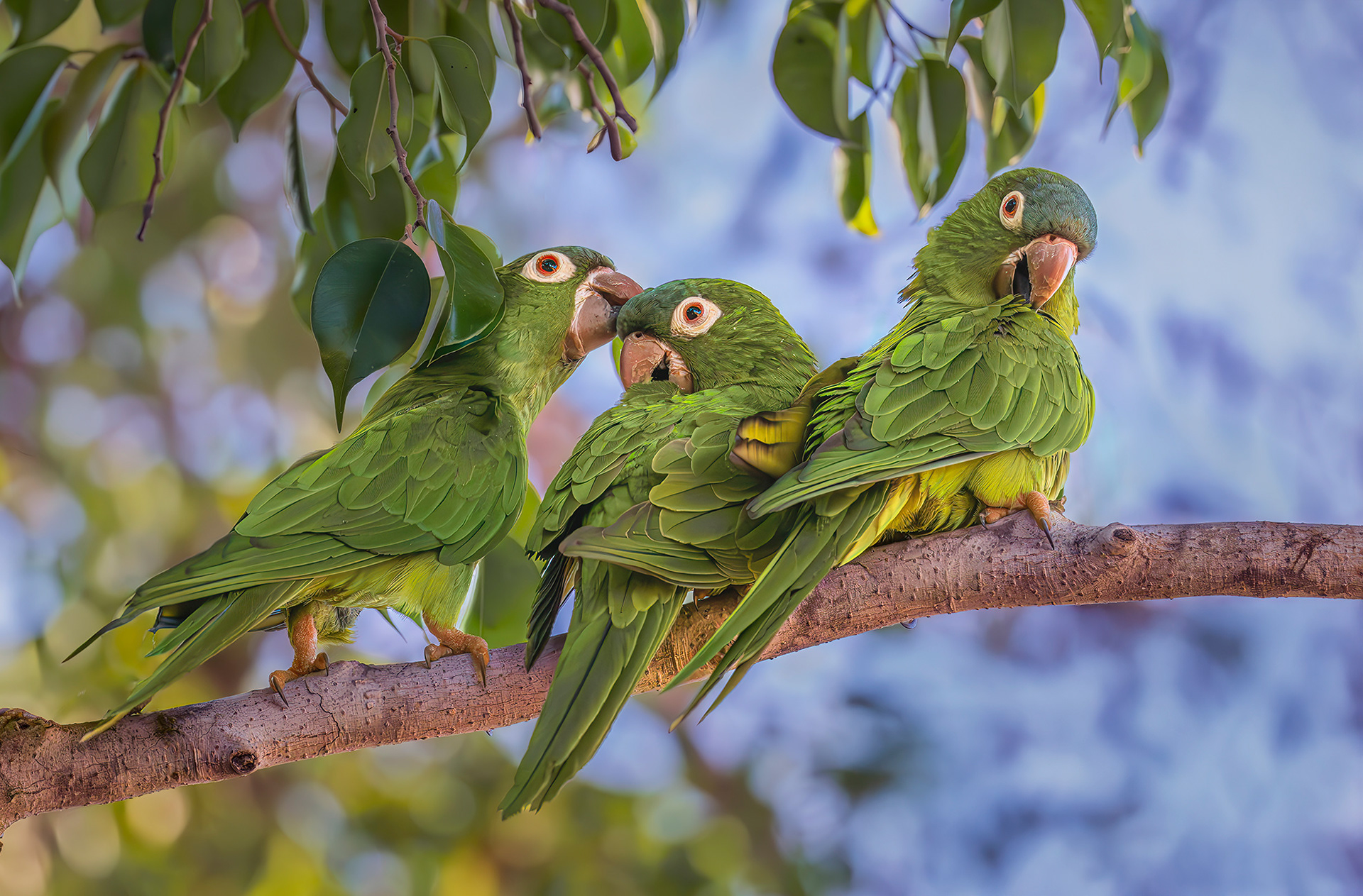 Blue Crowned Parakeets, Pantanal Brazil