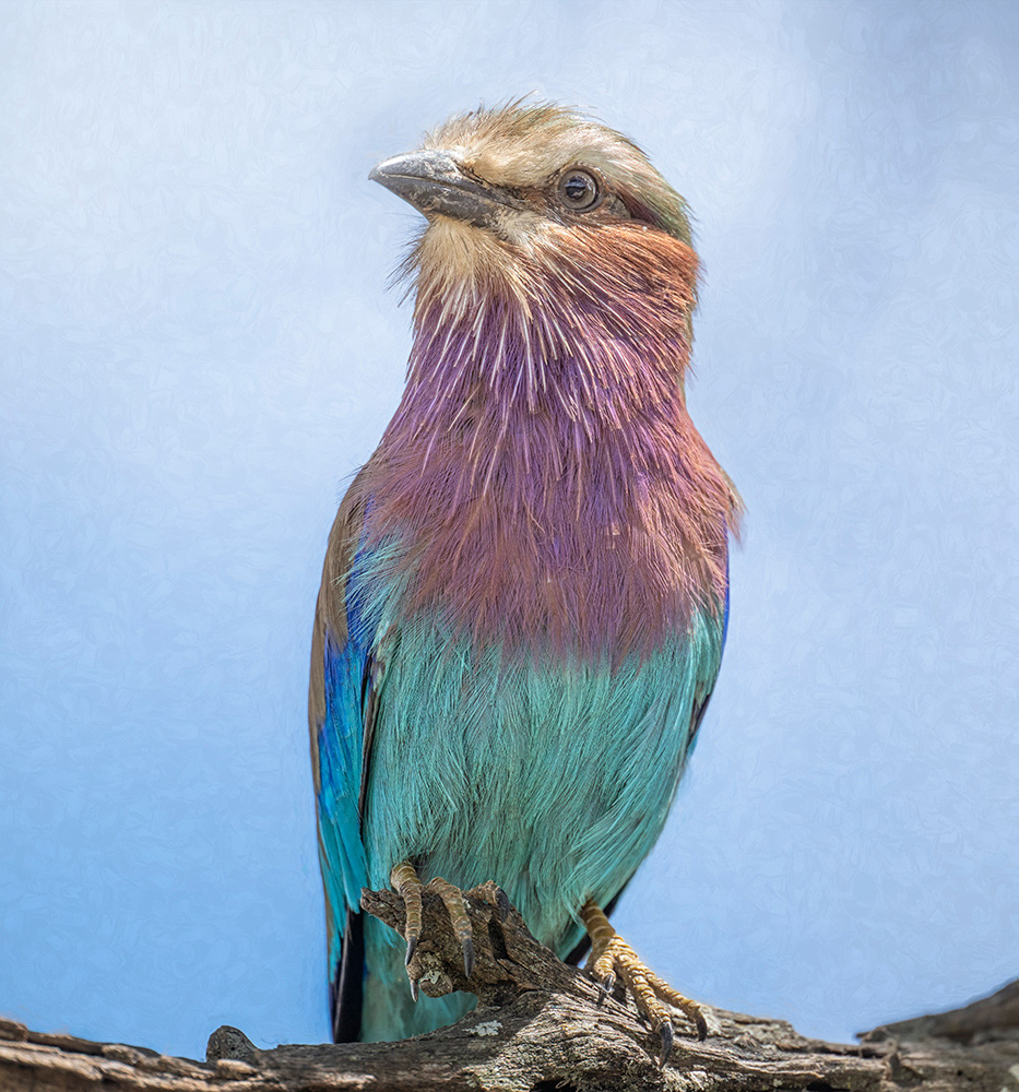 Lilac breasted roller, Tanzania