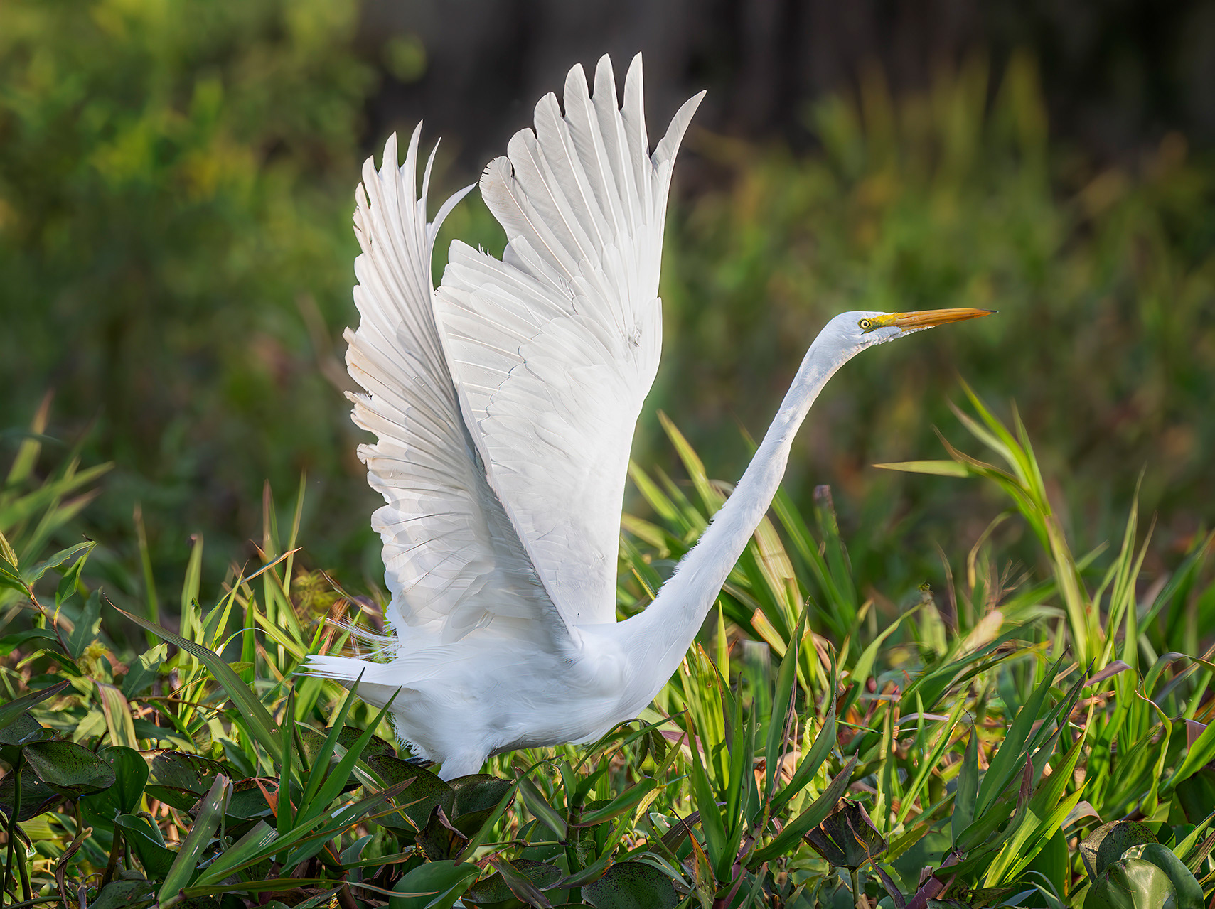 Great egret Pantanal Brazil