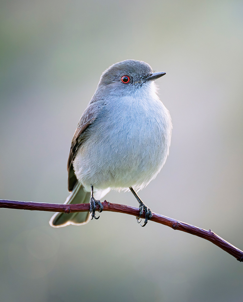 South American Flycatcher, Patagonia