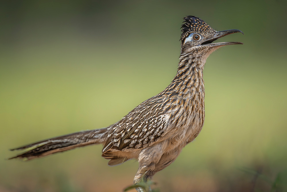 Roadrunner, South Texas