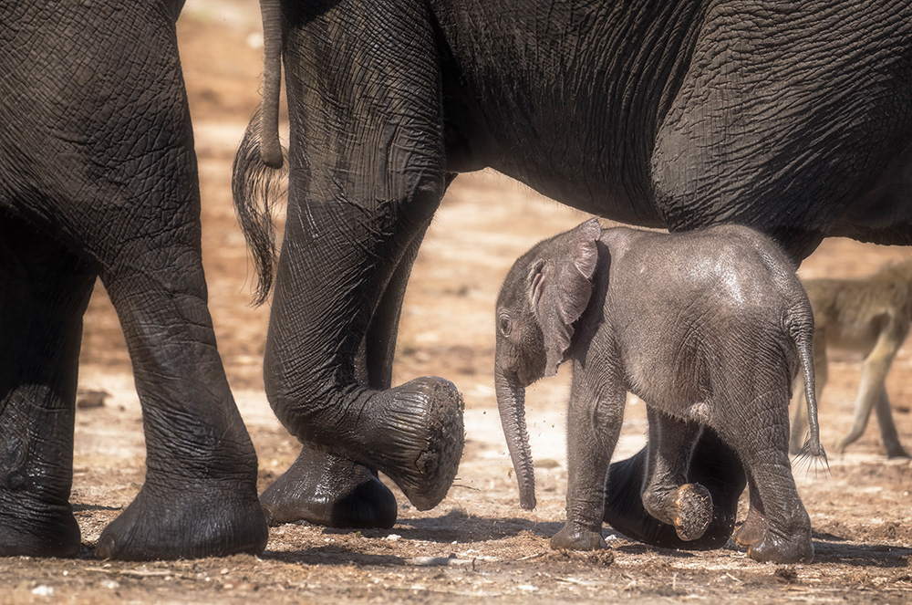 Sticking close to mom