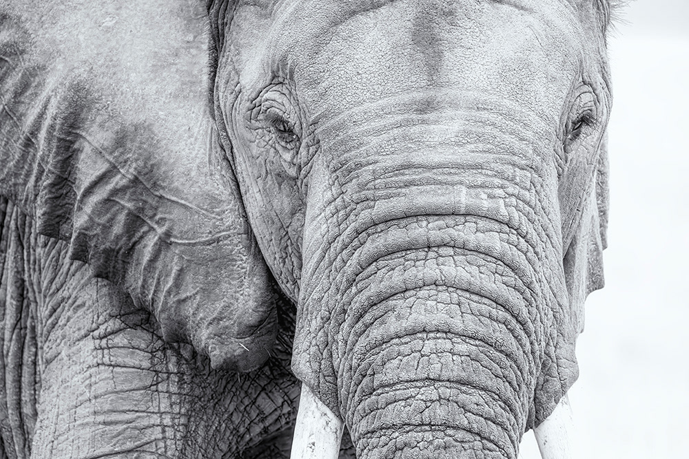 Elephant Portrait