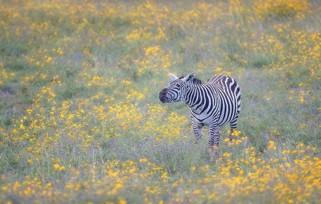 Tanzania