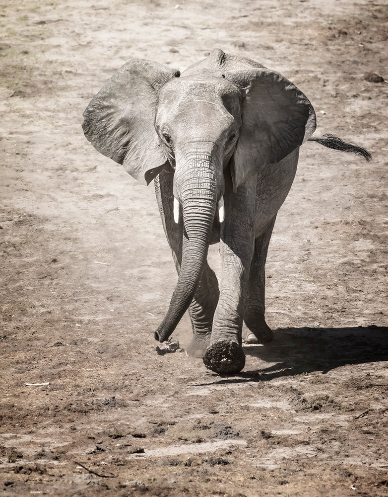 Running toward the Chobe River in Botswana