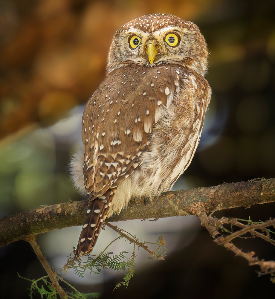 Pearl spotted owlet, Tanzania