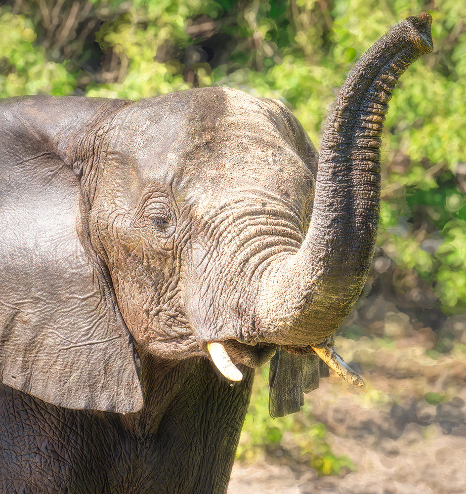 Playing in the Chobe River, Botswana.