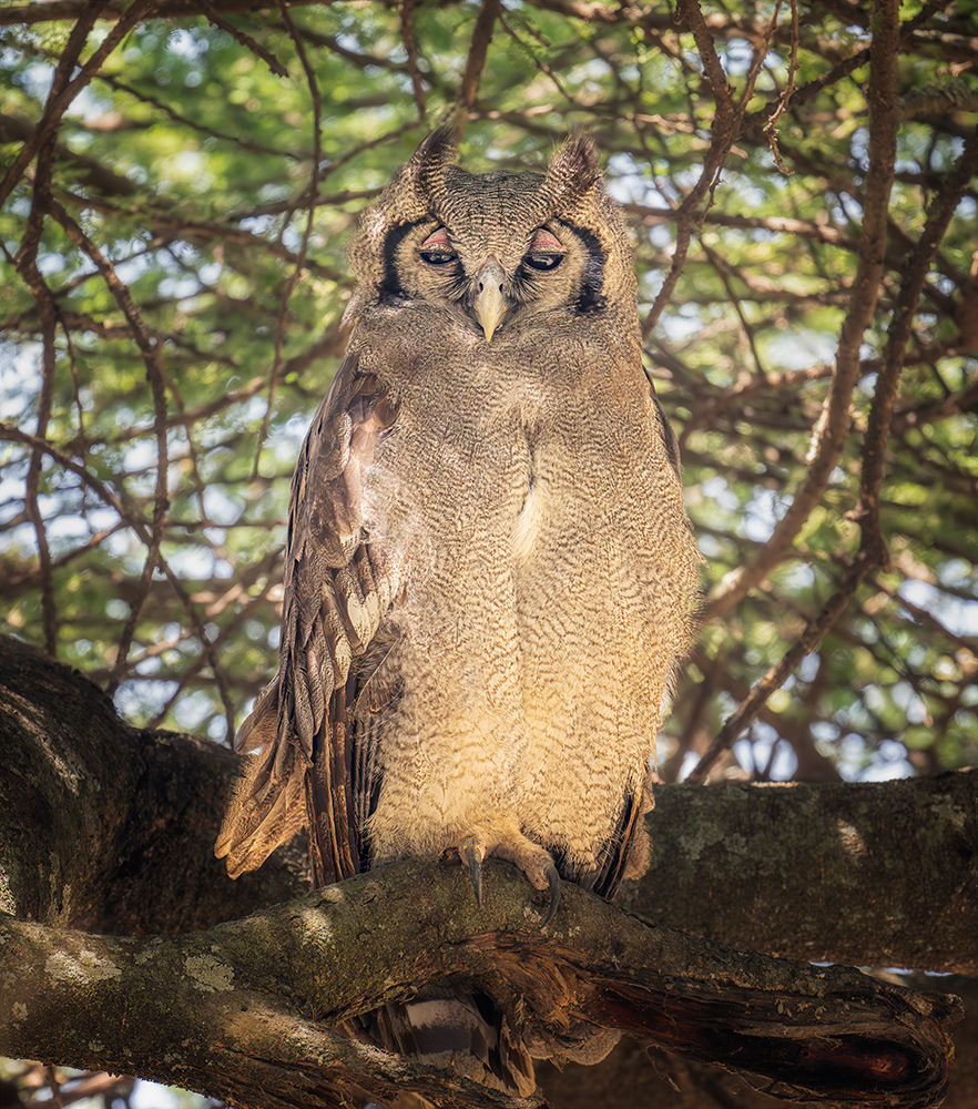 Verreaux Eagle Owl, Tanzania