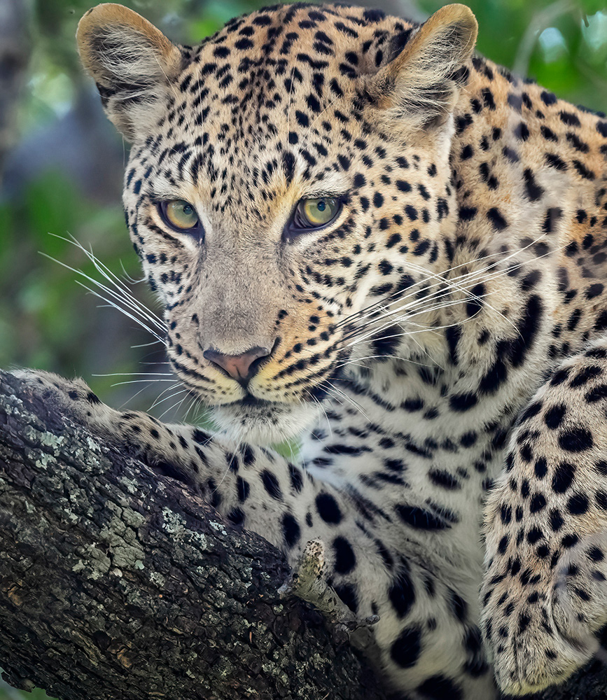 A watchful leopard in a tree