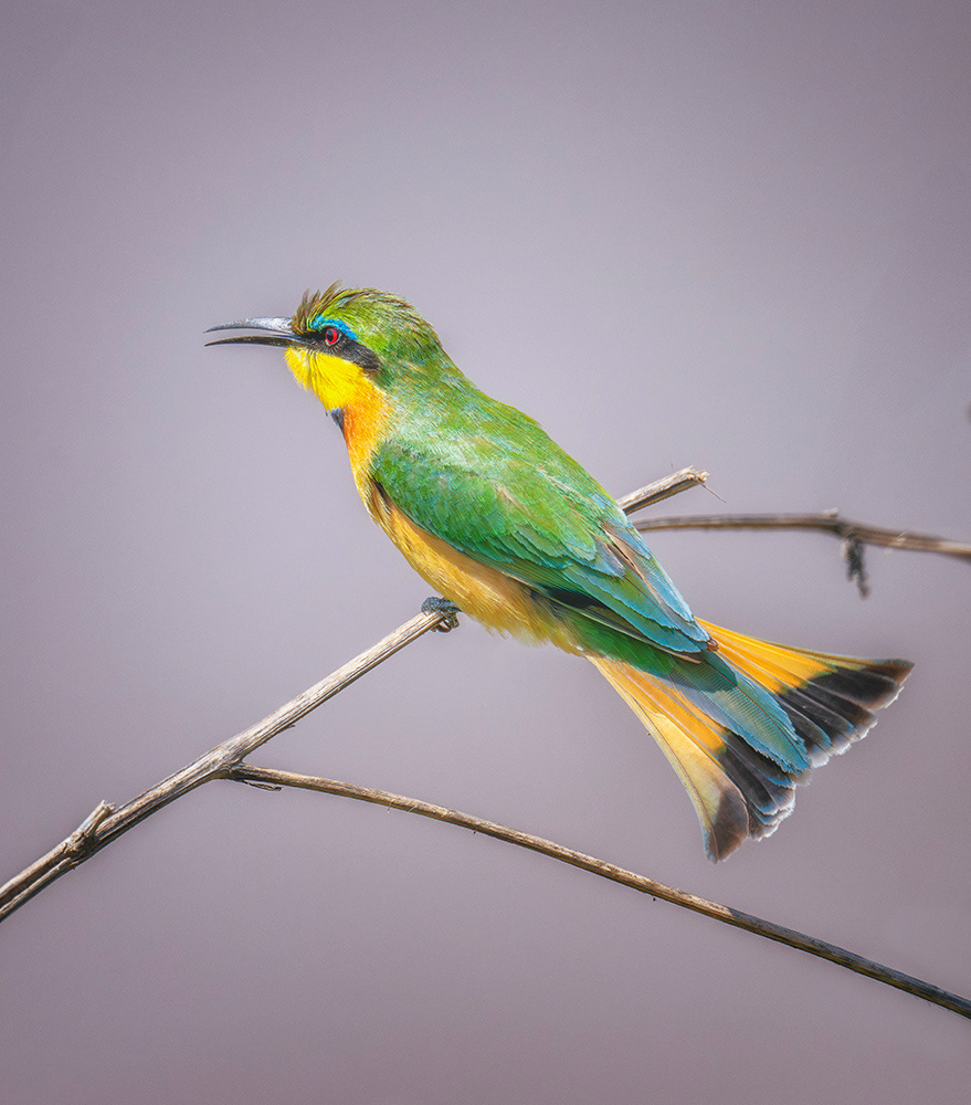 LIttle Bee Eater, Kenya