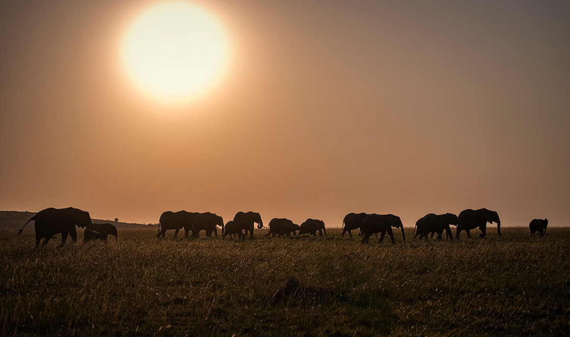 Elephants at Sunset, Kenya