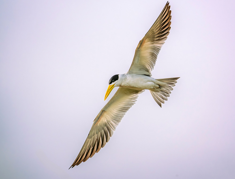 Large billed tern, Pantanal Brazil