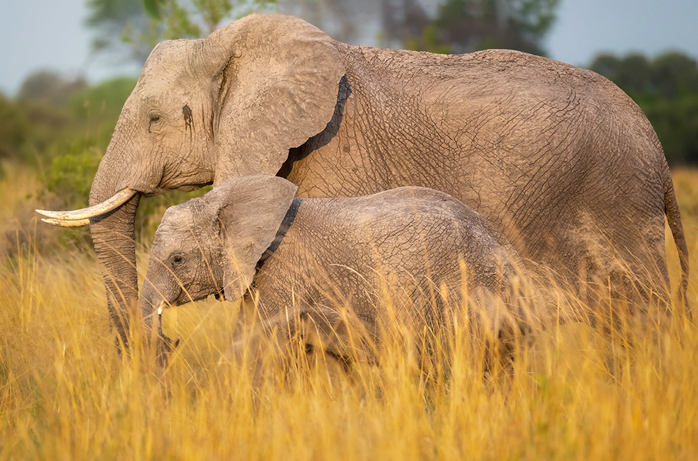 Female and calf