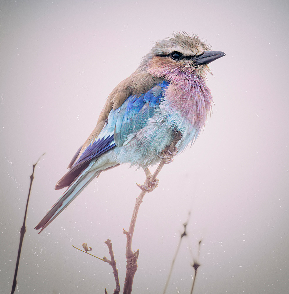 Lilac breasted Roller, Tanzania