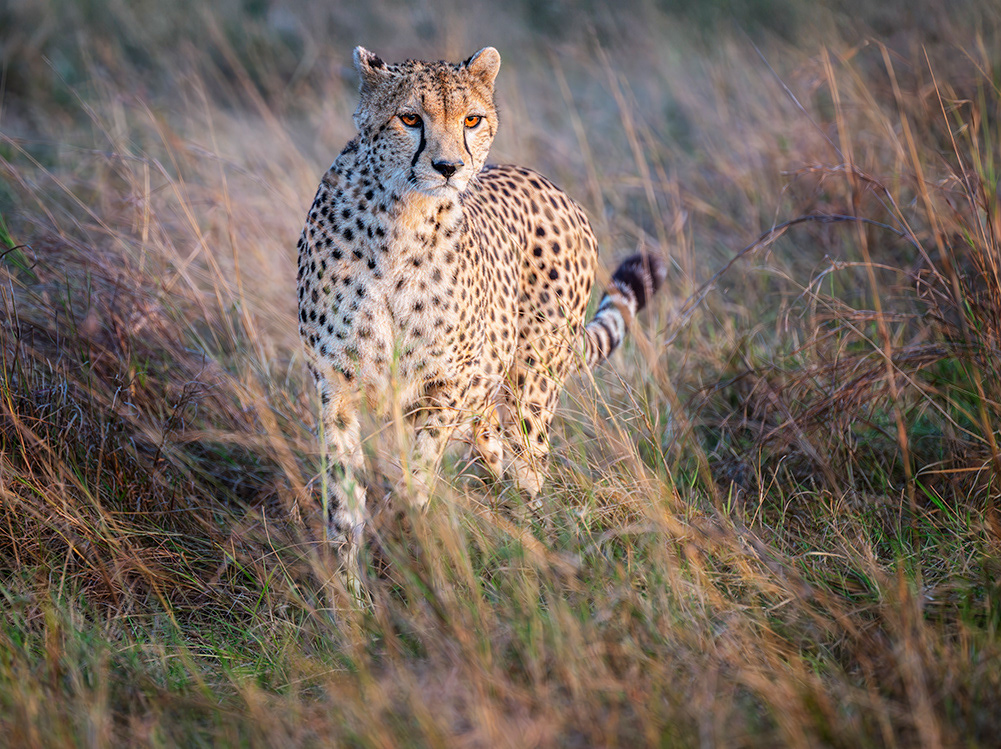 Cheetah spies her prey Masai Mara Kenya
