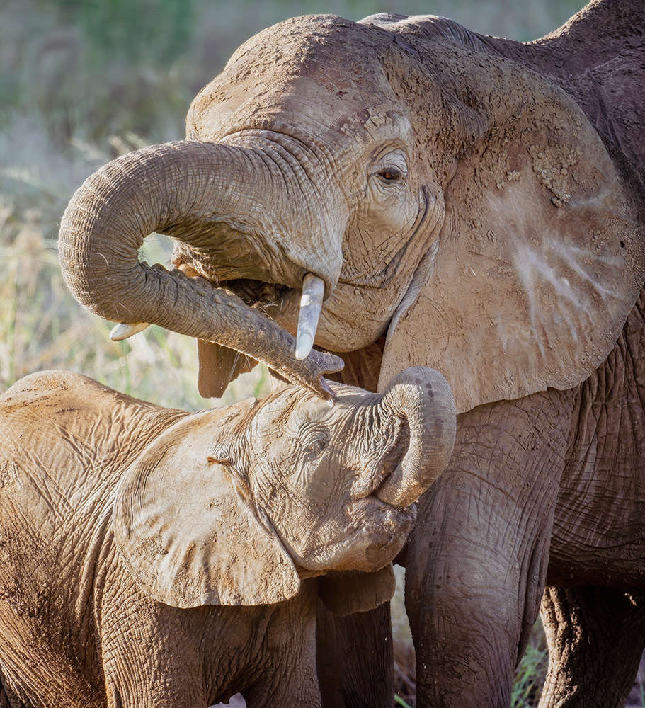 At a watering hole in Tanzania