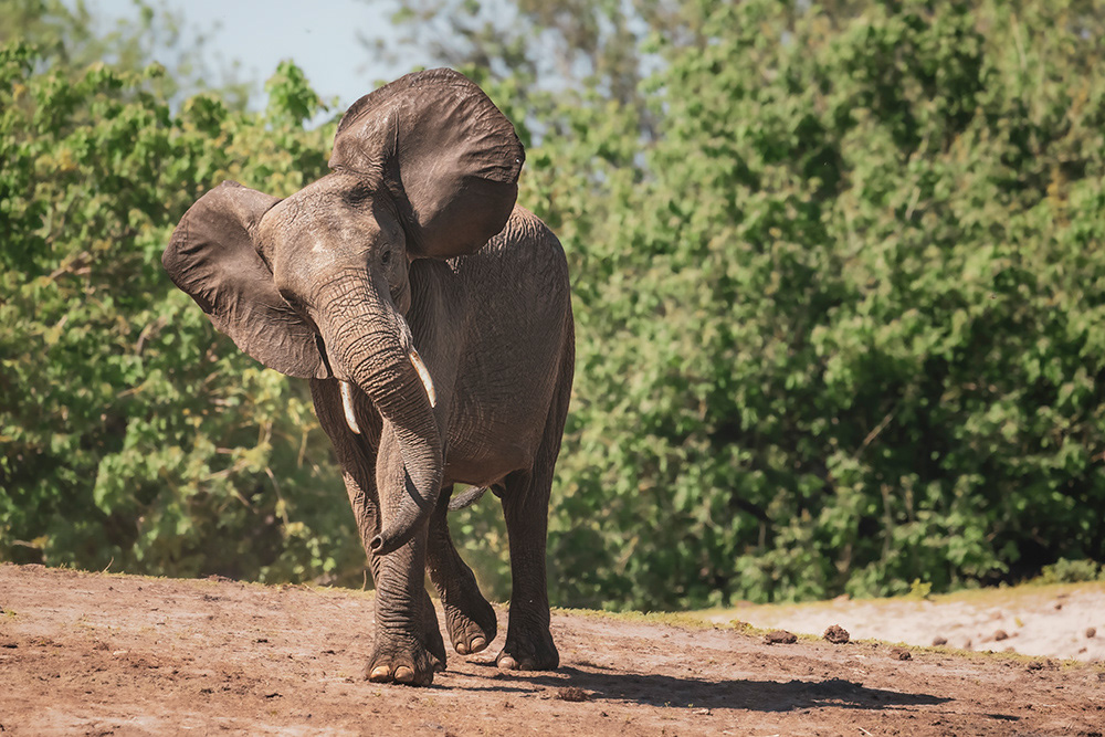 Can't wait to jump in the Chobe River in Botswana