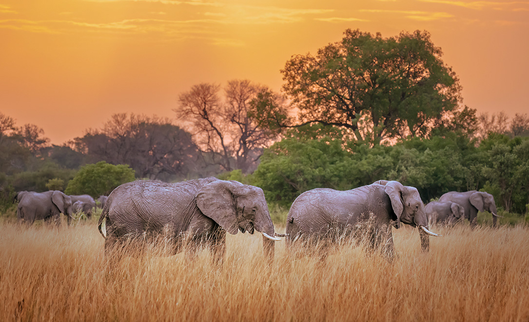 Elephant Herd at Sunset Botswana