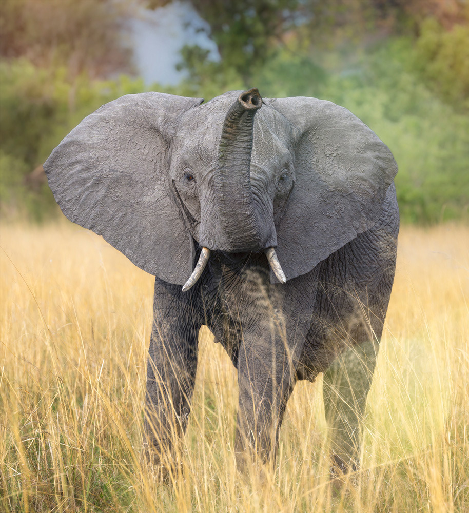 Elephant Greeting Tanzania
