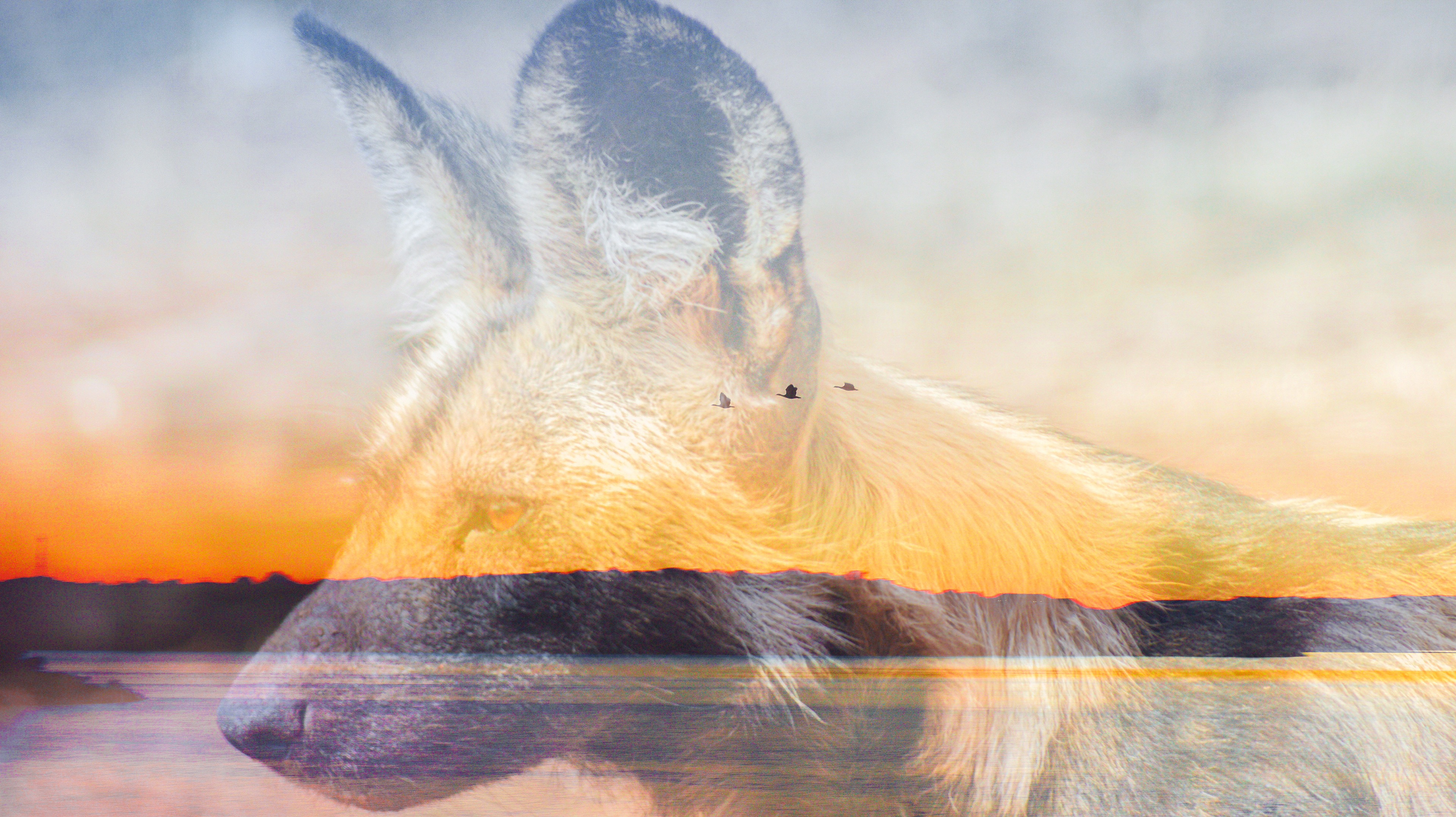 Wild dog