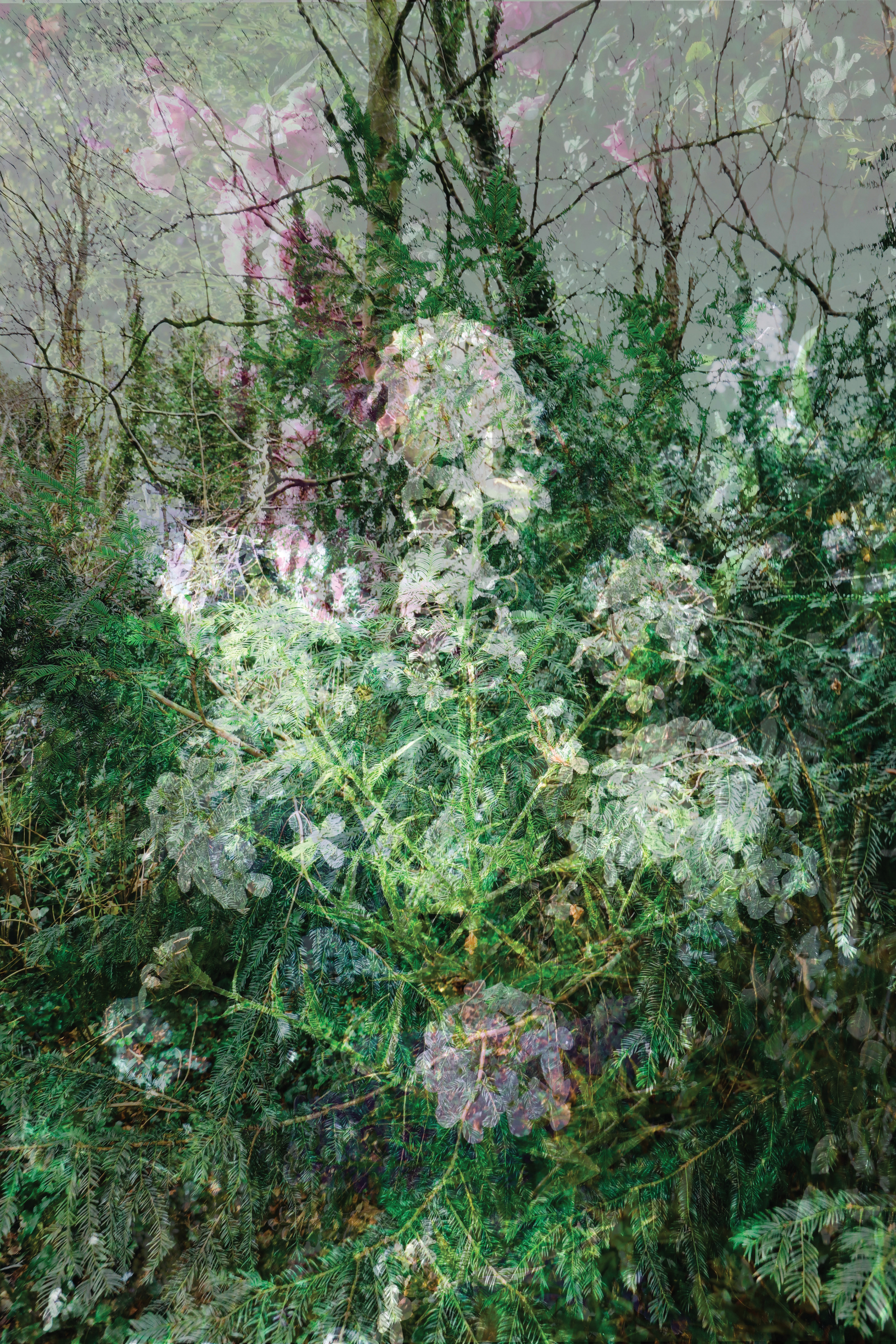 The forest whispers