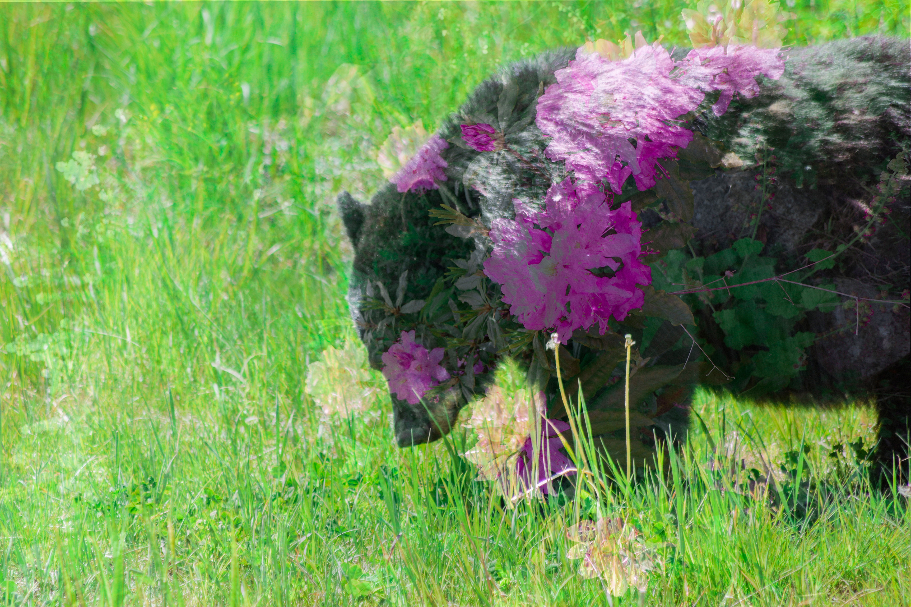 Bear