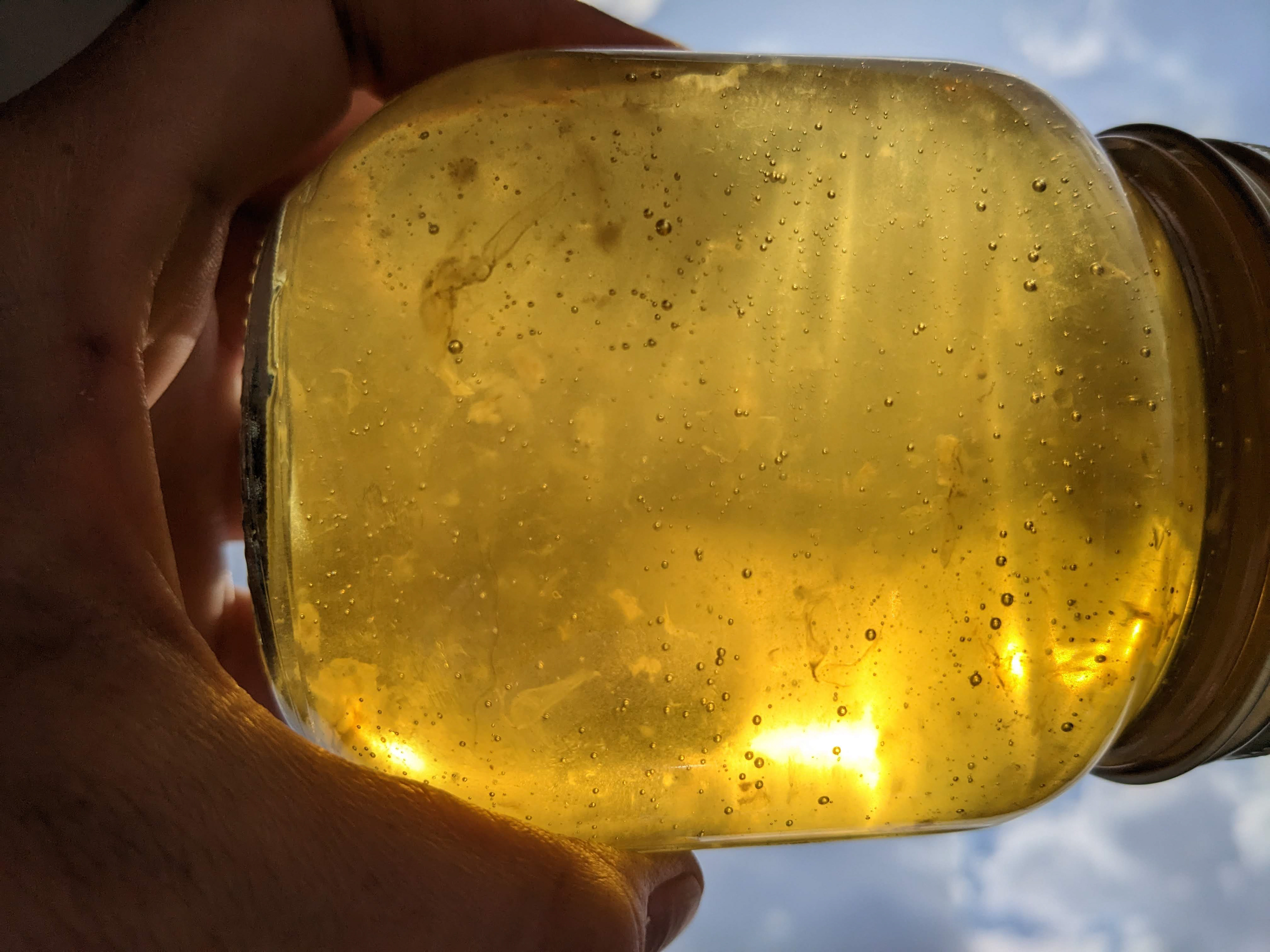 Dandelion Jelly from the Dark Matter Garden made by Sebastian De Line at the Four Directions Indigenous student centre at Queen's University.