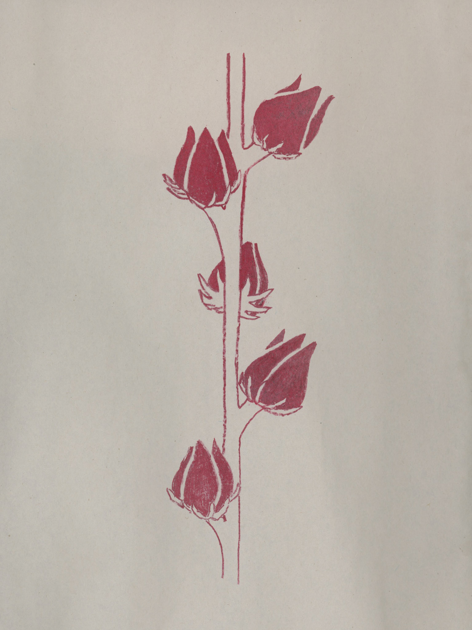 Flor de jamaica (Sorrel Botanical)