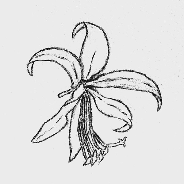 Flor de lis à la Djavan