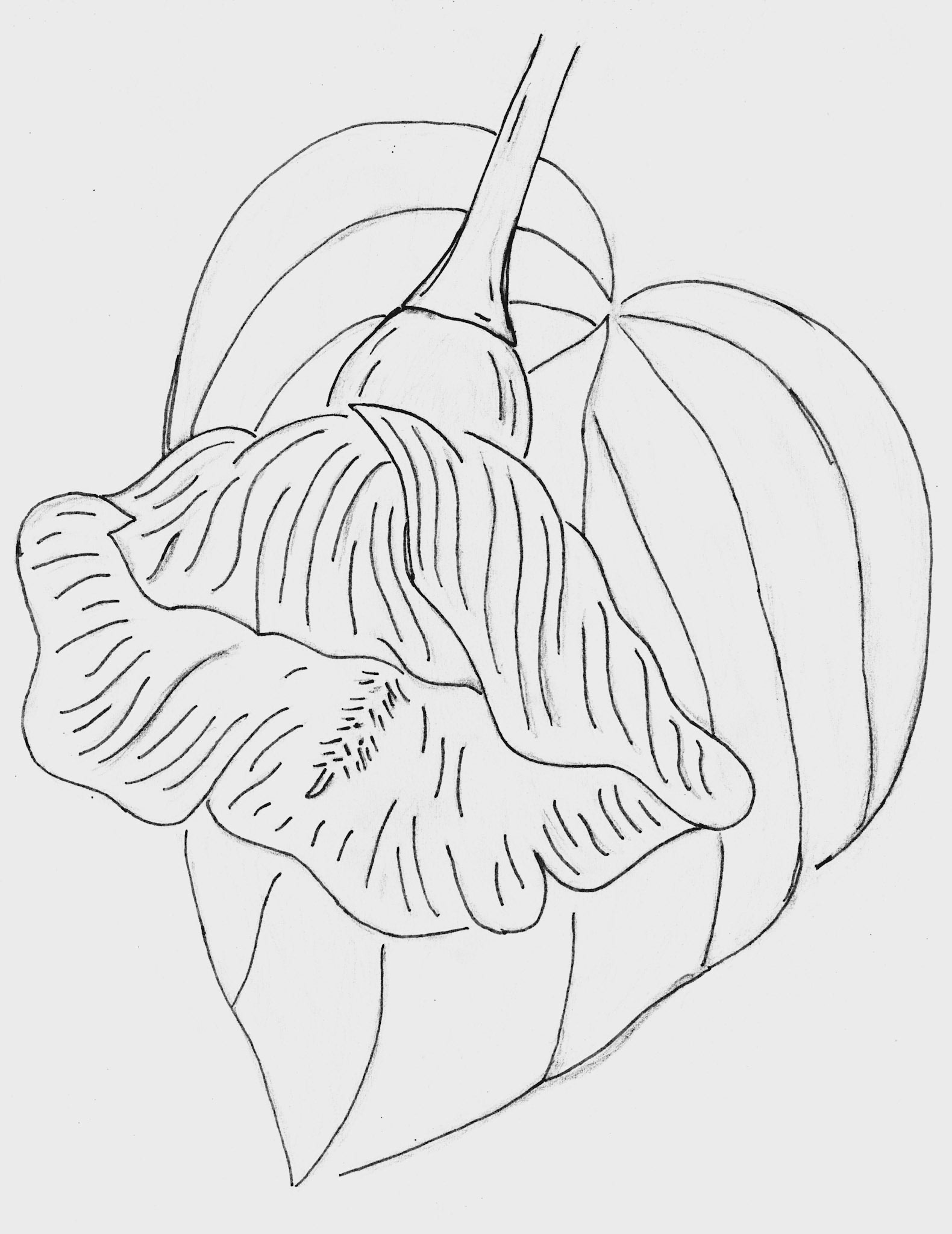 Luz para Puerto Rico