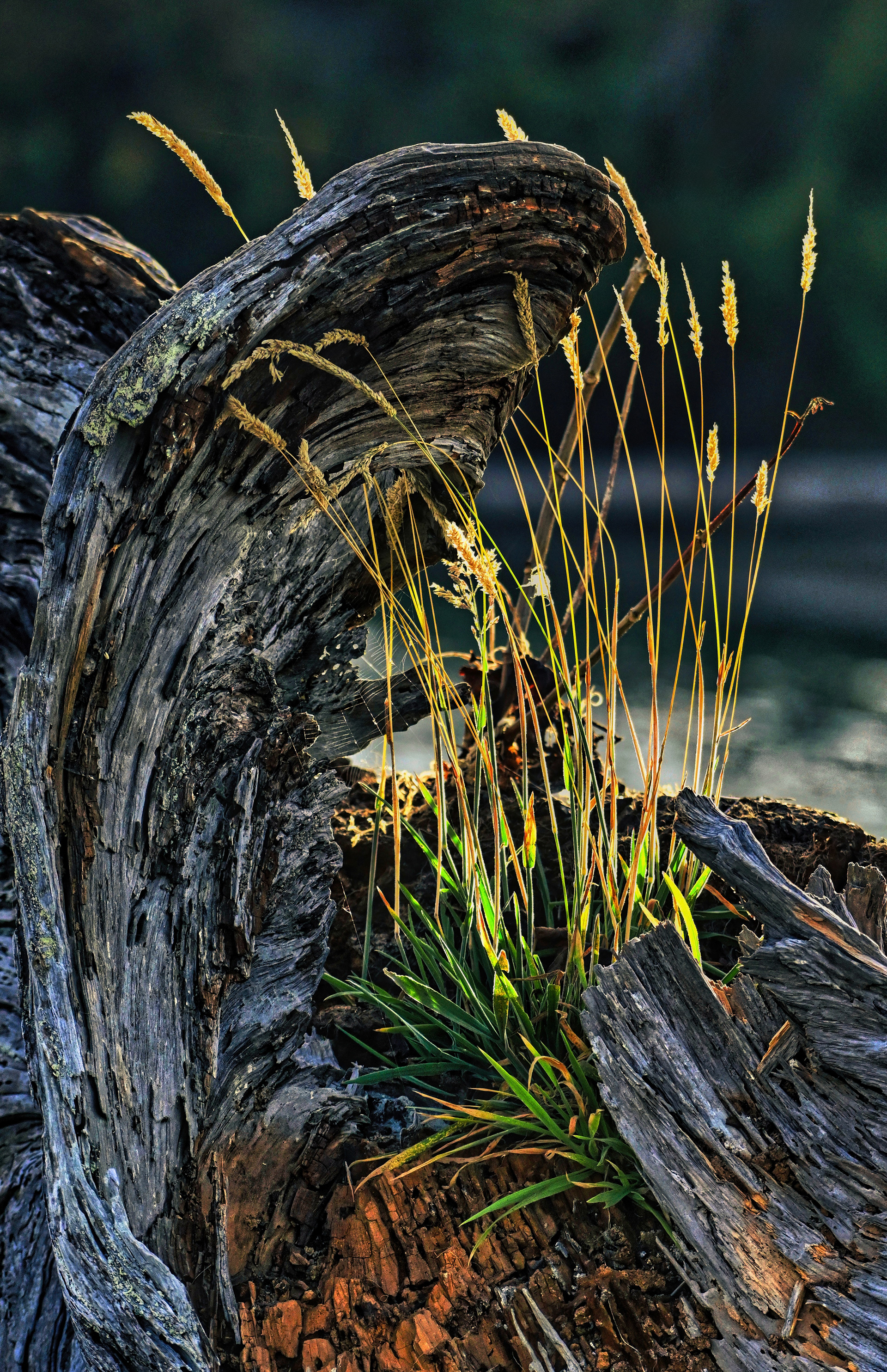 Olympic National Park, Washington